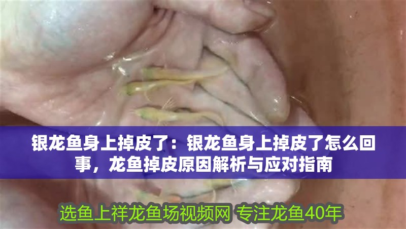 銀龍魚身上掉皮了：銀龍魚身上掉皮了怎么回事，龍魚掉皮原因解析與應對指南