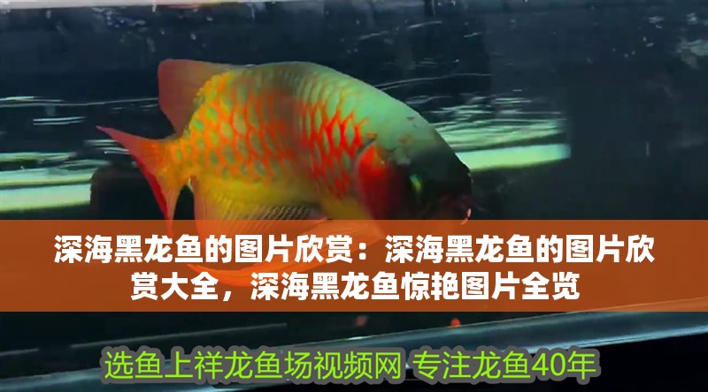 深海黑龍魚(yú)的圖片欣賞：深海黑龍魚(yú)的圖片欣賞大全，深海黑龍魚(yú)驚艷圖片全覽