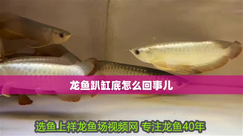 龍魚趴缸底怎么回事兒