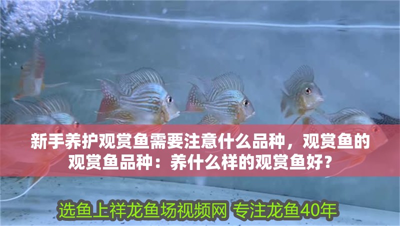 新手養(yǎng)護(hù)觀賞魚需要注意什么品種，觀賞魚的觀賞魚品種：養(yǎng)什么樣的觀賞魚好？