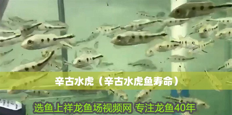 辛古水虎（辛古水虎魚壽命）