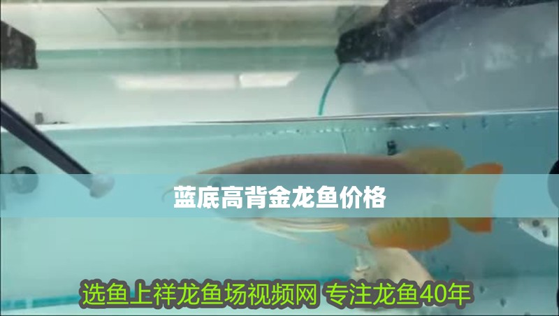藍底高背金龍魚價格