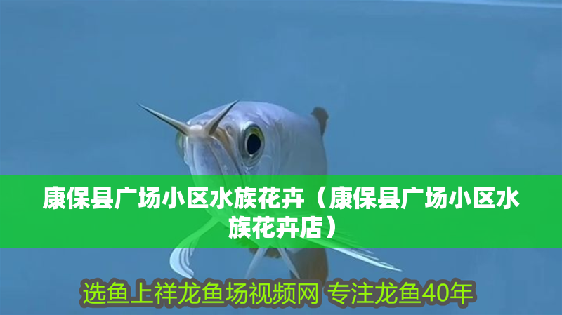 康保縣廣場小區水族花卉（康保縣廣場小區水族花卉店）