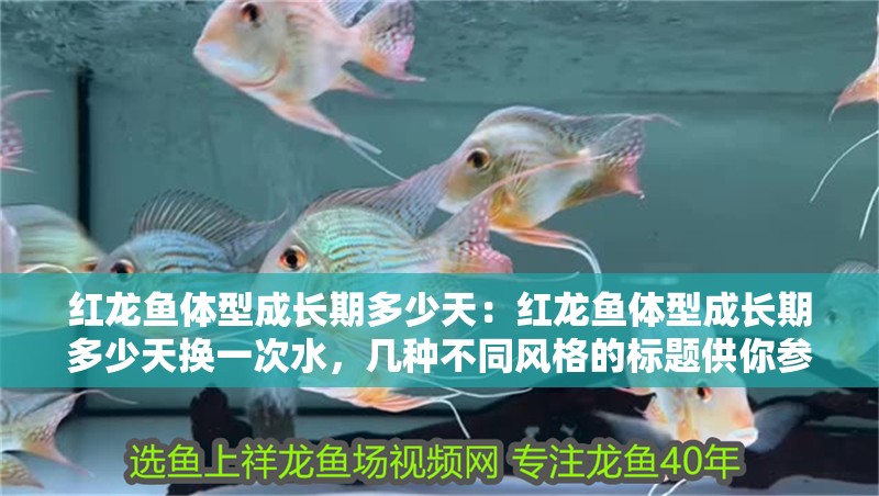 紅龍魚體型成長期多少天：紅龍魚體型成長期多少天換一次水，幾種不同風格的標題供你參考，，直白問答風，紅龍魚體型成長期時長及換水頻率揭秘，實用指南風，掌握關鍵！紅龍魚體型成長期的天數與換水周期，好奇吸引風，驚！紅龍魚體型成長期究竟多少天？多久換一次水？