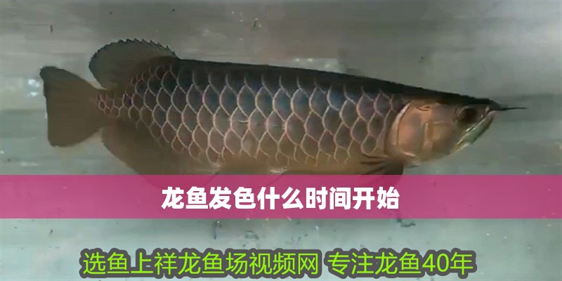 龍魚發(fā)色什么時間開始