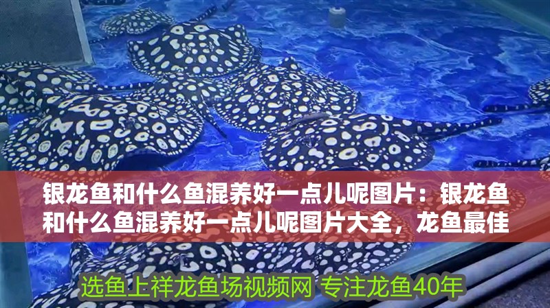 銀龍魚和什么魚混養好一點兒呢圖片:銀龍魚和什么魚混養好一點兒呢圖片大全,龍魚最佳混養搭檔推薦及圖片 水族問答 銀龍魚和什么魚混養好一點兒呢圖片:銀龍魚和什么魚混養好一點兒呢圖片大全,龍魚最佳混養搭檔推薦及圖片 銀龍魚和什么魚混養好一點兒呢圖片:銀龍魚和什么魚混養好一點兒呢圖片大全,龍魚最佳混養搭檔推薦及圖片 水族問答