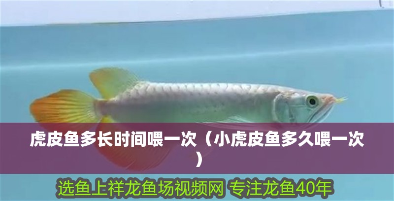 虎皮魚多長時間喂一次（小虎皮魚多久喂一次）