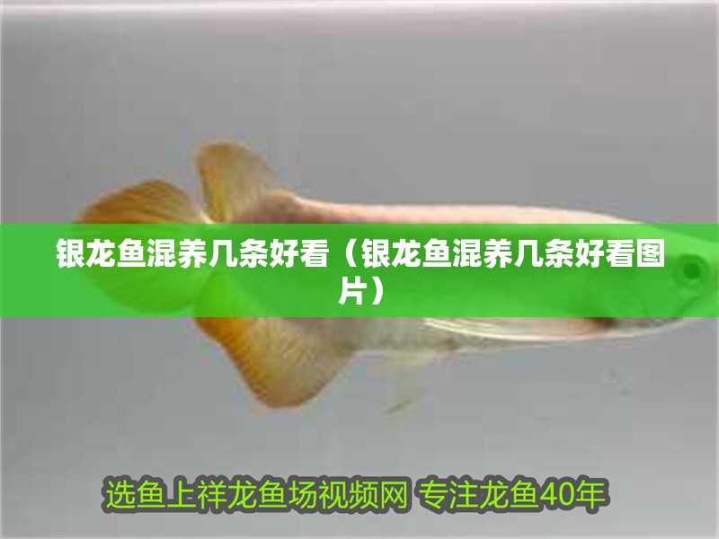 銀龍魚混養幾條好看（銀龍魚混養幾條好看圖片）