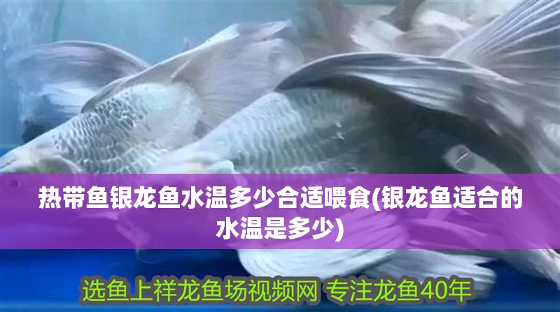 熱帶魚銀龍魚水溫多少合適喂食(銀龍魚適合的水溫是多少)