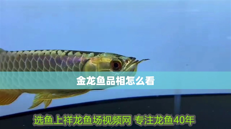 金龍魚品相怎么看