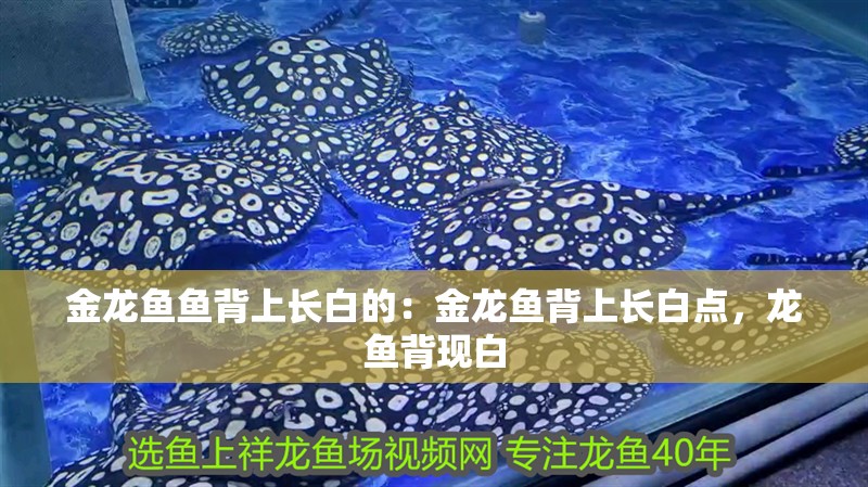 金龍魚魚背上長白的：金龍魚背上長白點，龍魚背現白