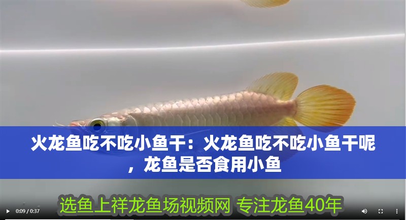 火龍魚吃不吃小魚干：火龍魚吃不吃小魚干呢，龍魚是否食用小魚