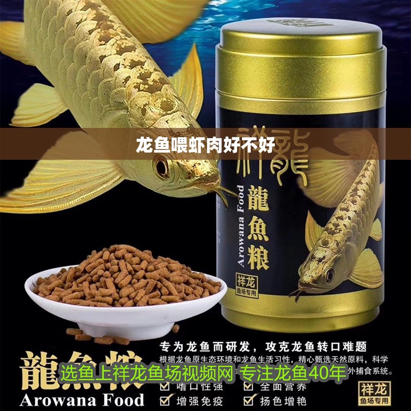 龍魚喂蝦肉好不好