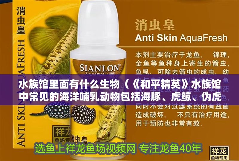 水族館里面有什么生物（《和平精英》水族館中常見的海洋哺乳動物包括海豚、虎鯨、偽虎鯨）