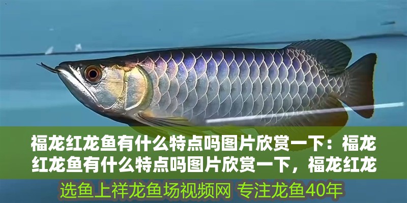 福龍紅龍魚有什么特點嗎圖片欣賞一下：福龍紅龍魚有什么特點嗎圖片欣賞一下，福龍紅龍魚，獨特魅力與
