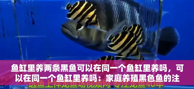 魚缸里養兩條黑魚可以在同一個魚缸里養嗎，可以在同一個魚缸里養嗎：家庭養殖黑色魚的注意事項