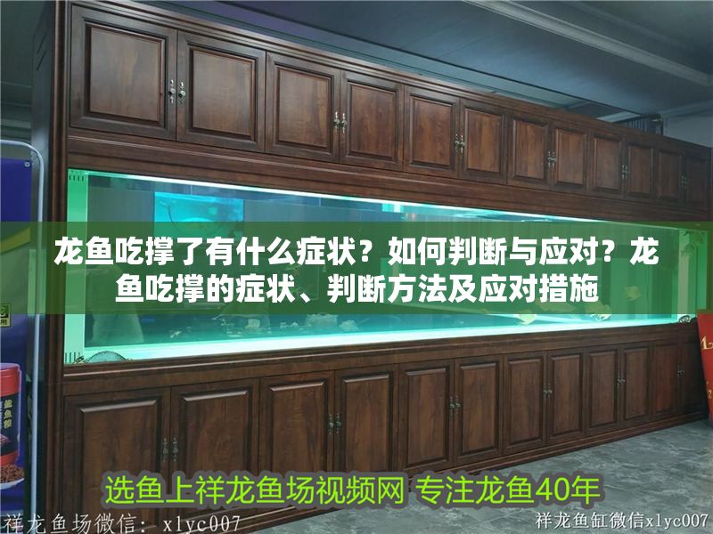 龍魚吃撐了有什么癥狀？如何判斷與應對？龍魚吃撐的癥狀、判斷方法及應對措施