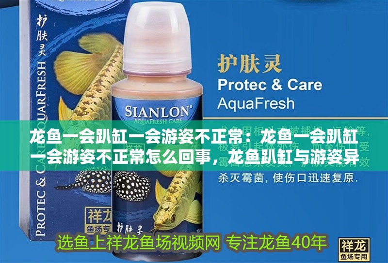 龍魚一會(huì)趴缸一會(huì)游姿不正常：龍魚一會(huì)趴缸一會(huì)游姿不正常怎么回事，龍魚趴缸與游姿異常原因