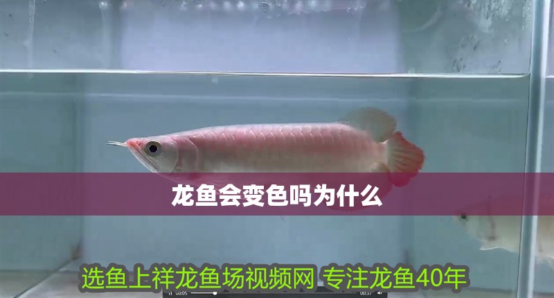 龍魚會變色嗎為什么