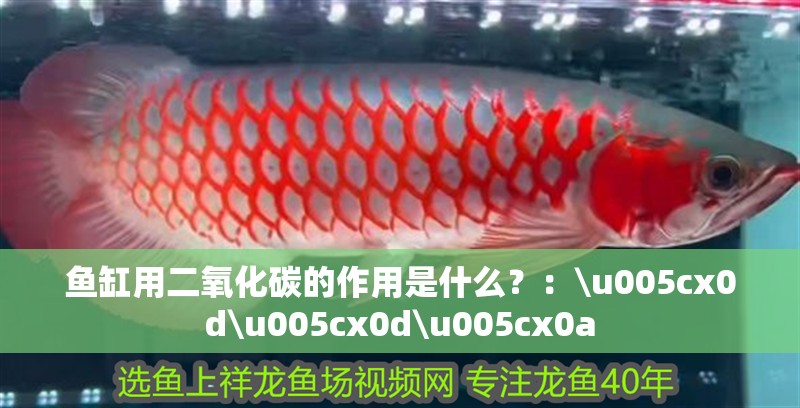 魚缸用二氧化碳的作用是什么？：\u005cx0d\u005cx0d\u005cx0a