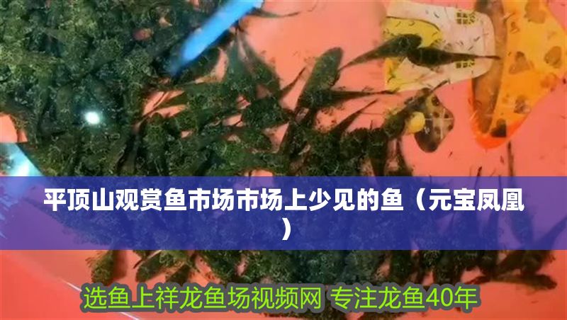 平頂山觀賞魚市場市場上少見的魚（元寶鳳凰）