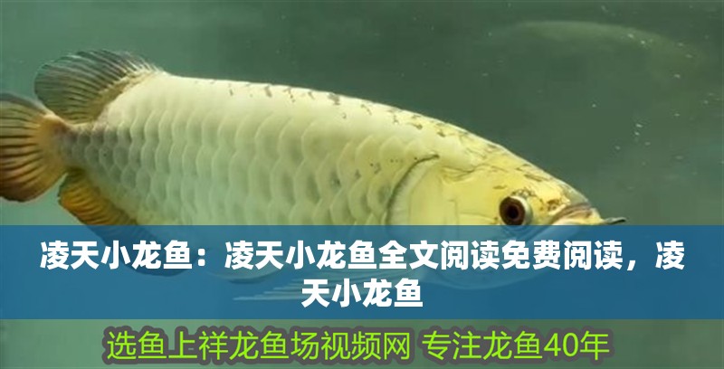 凌天小龍魚：凌天小龍魚全文閱讀免費閱讀，凌天小龍魚