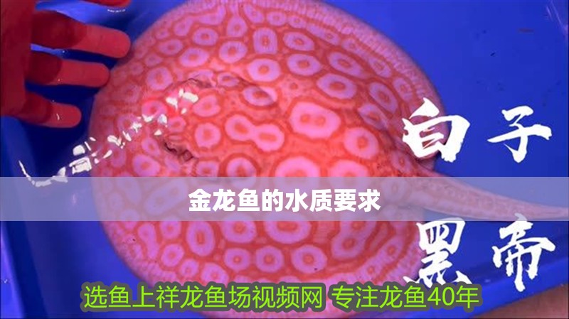 金龍魚的水質要求
