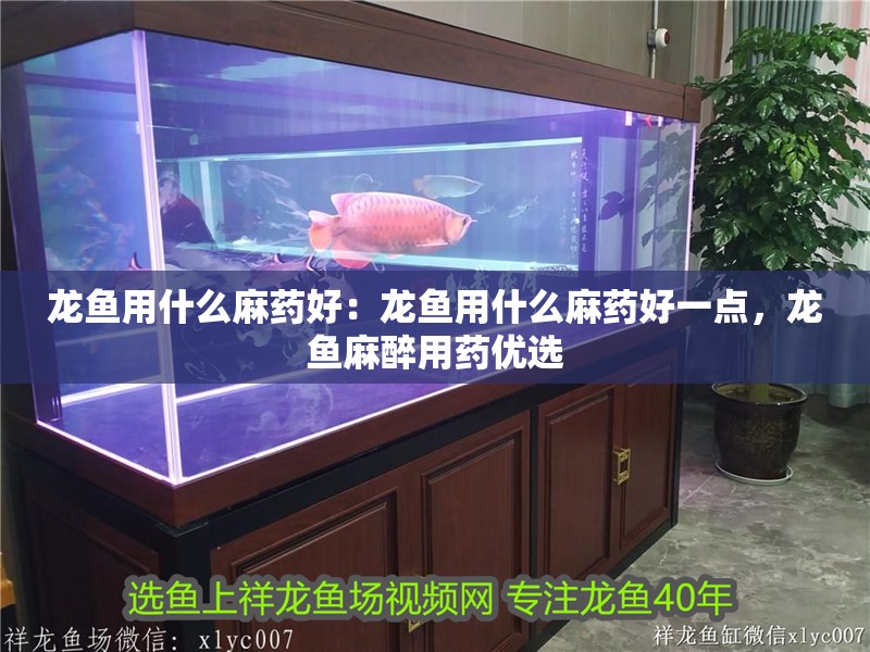 龍魚用什么麻藥好：龍魚用什么麻藥好一點，龍魚麻醉用藥優選