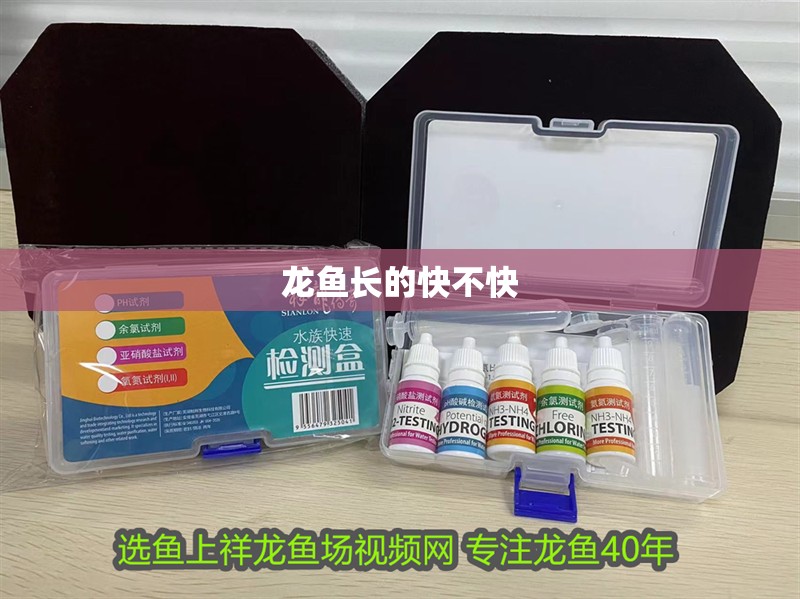 龍魚長的快不快