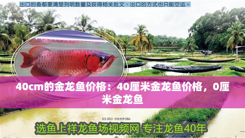 40cm的金龍魚價格：40厘米金龍魚價格，0厘米金龍魚