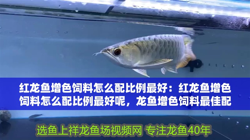 紅龍魚增色飼料怎么配比例最好：紅龍魚增色飼料怎么配比例最好呢，龍魚增色飼料最佳配比指南 紅龍魚增色飼料怎么配比例最好：紅龍魚增色飼料怎么配比例最好呢，龍魚增色飼料最佳配比指南 水族問答