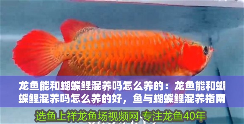 龍魚能和蝴蝶鯉混養(yǎng)嗎怎么養(yǎng)的：龍魚能和蝴蝶鯉混養(yǎng)嗎怎么養(yǎng)的好，魚與蝴蝶鯉混養(yǎng)指南及養(yǎng)護