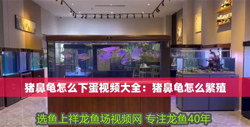 豬鼻龜怎么下蛋視頻大全：豬鼻龜怎么繁殖