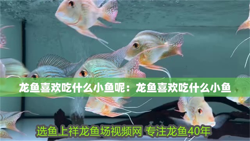 龍魚喜歡吃什么小魚呢：龍魚喜歡吃什么小魚