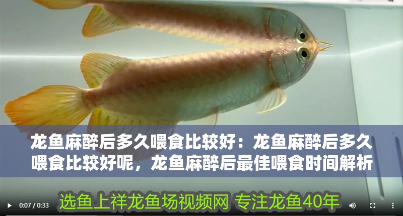 龍魚麻醉后多久喂食比較好：龍魚麻醉后多久喂食比較好呢，龍魚麻醉后最佳喂食時間解析