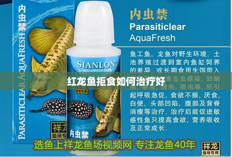 紅龍魚拒食如何治療好