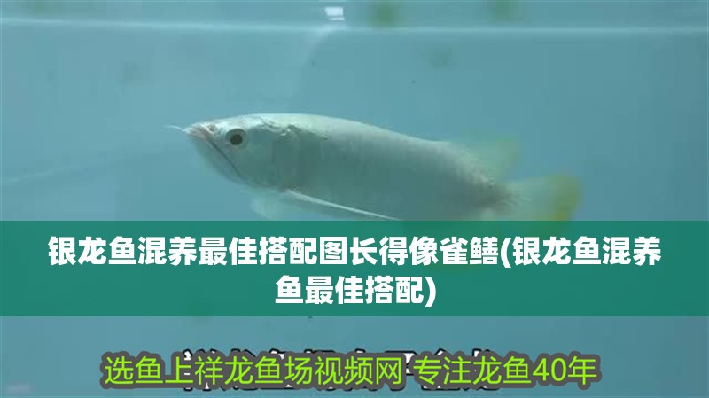 銀龍魚混養最佳搭配圖長得像雀鱔(銀龍魚混養魚最佳搭配) 銀龍魚混養最佳搭配圖長得像雀鱔(銀龍魚混養魚最佳搭配) 銀龍魚百科