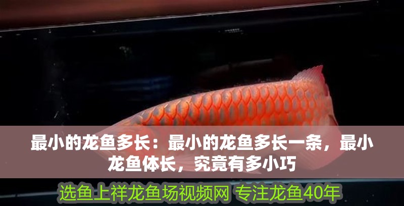最小的龍魚多長：最小的龍魚多長一條，最小龍魚體長，究竟有多小巧