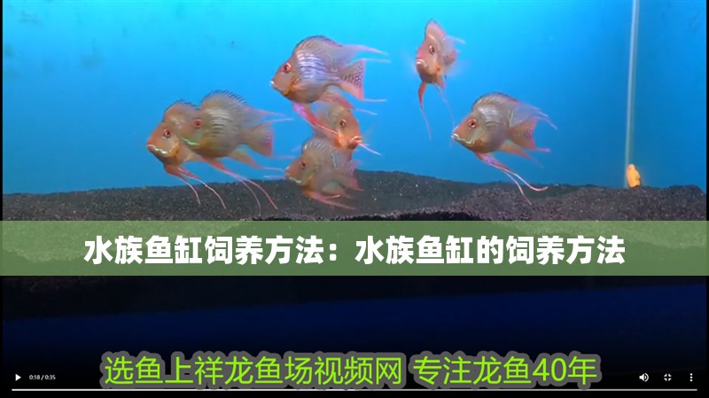 水族魚(yú)缸飼養(yǎng)方法：水族魚(yú)缸的飼養(yǎng)方法