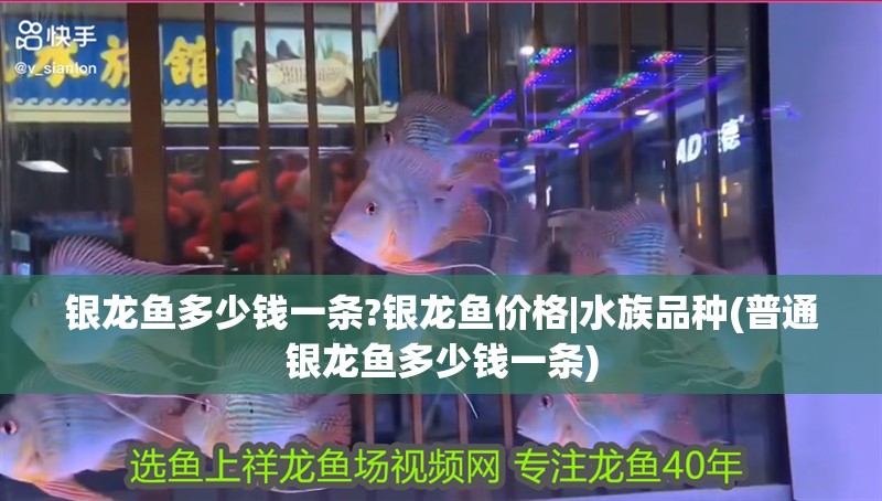 銀龍魚多少錢一條?銀龍魚價格|水族品種(普通銀龍魚多少錢一條)
