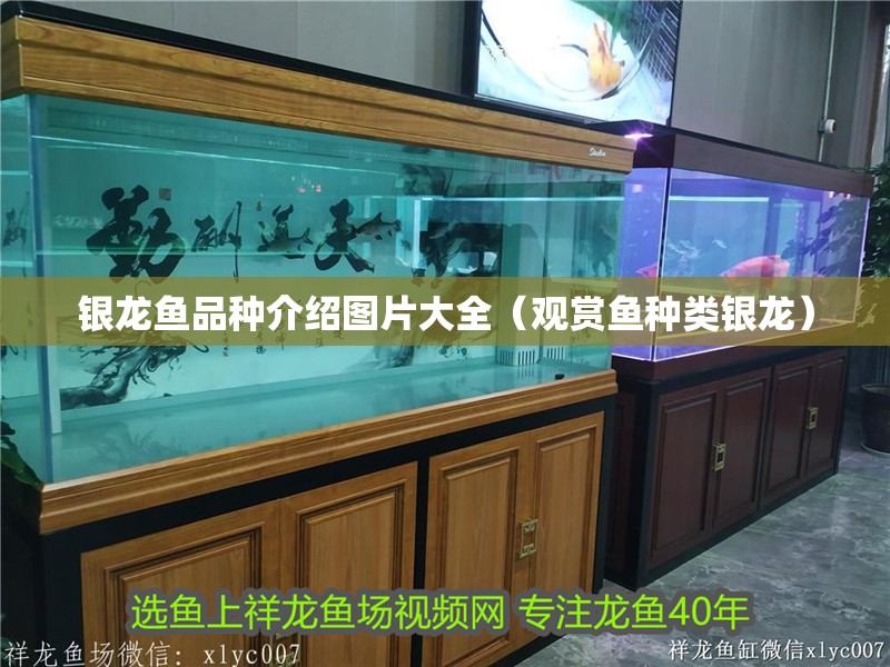 銀龍魚(yú)品種介紹圖片大全（觀賞魚(yú)種類銀龍）