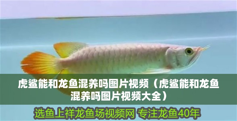 虎鯊能和龍魚混養(yǎng)嗎圖片視頻（虎鯊能和龍魚混養(yǎng)嗎圖片視頻大全）