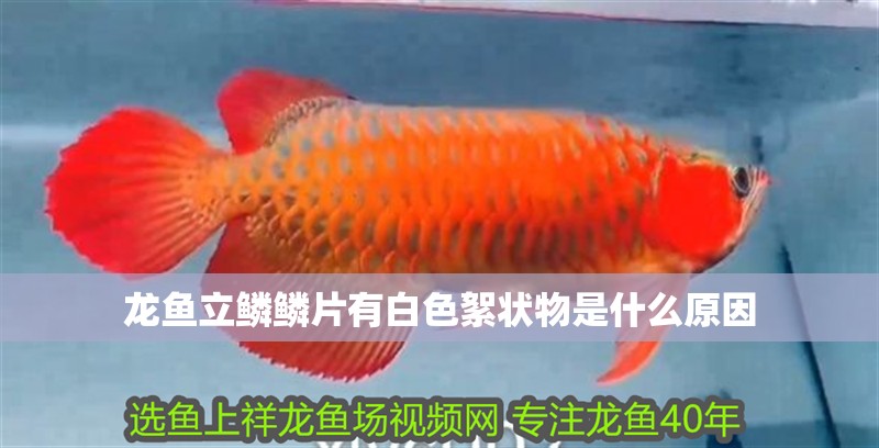 龍魚立鱗鱗片有白色絮狀物是什么原因