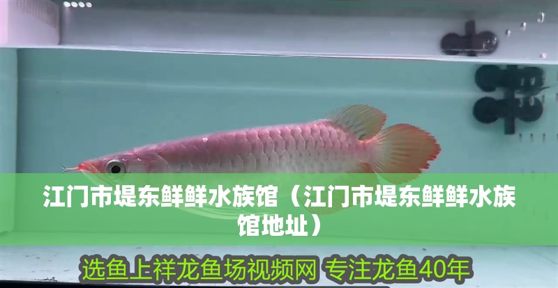 江門市堤東鮮鮮水族館（江門市堤東鮮鮮水族館地址）