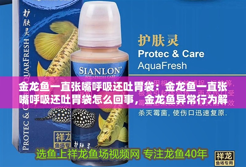 金龍魚一直張嘴呼吸還吐胃袋：金龍魚一直張嘴呼吸還吐胃袋怎么回事，金龍魚異常行為解析，為何持續(xù)張嘴呼吸并嘔吐