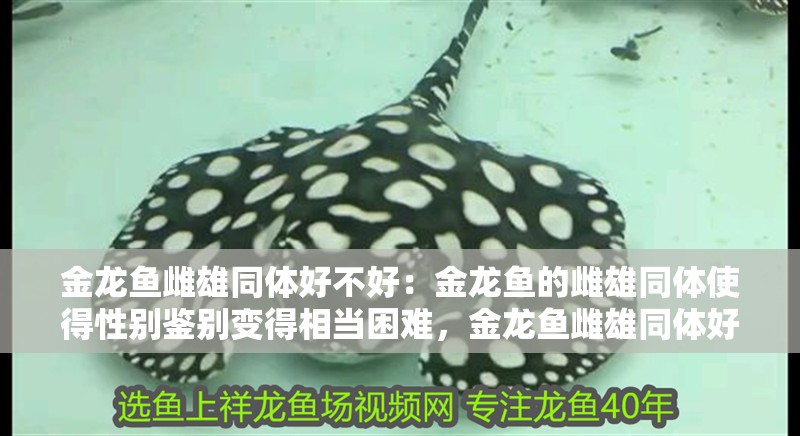 金龍魚雌雄同體好不好：金龍魚的雌雄同體使得性別鑒別變得相當困難，金龍魚雌雄同體好不好