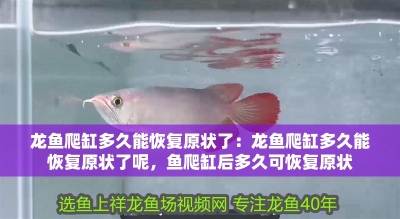 龍魚爬缸多久能恢復原狀了：龍魚爬缸多久能恢復原狀了呢，魚爬缸后多久可恢復原狀