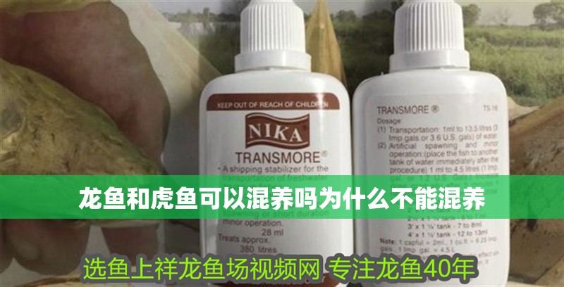龍魚和虎魚可以混養嗎為什么不能混養