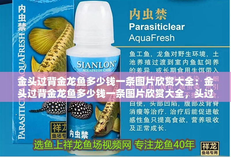 金頭過背金龍魚多少錢一條圖片欣賞大全：金頭過背金龍魚多少錢一條圖片欣賞大全，頭過背金龍魚價(jià)格及高清 金頭過背金龍魚多少錢一條圖片欣賞大全：金頭過背金龍魚多少錢一條圖片欣賞大全，頭過背金龍魚價(jià)格及高清 水族問答