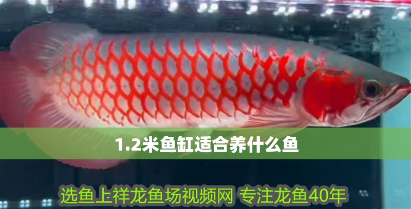 1.2米魚缸適合養什么魚